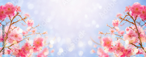 Obraz Dibond Beautiful cherry blossom flowers over blurred background. Spring season concept
