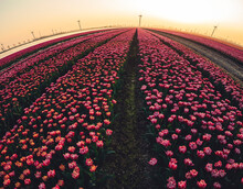 Fish Eye View Of Floral Field With Tulips In Dutch Rural Landscape.