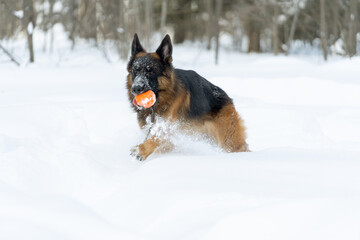 Wall Mural - The dog plays ball in deep snow. Happy German Shepherd