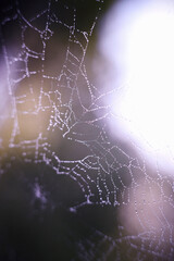 Close-up of water drops trapped in spiders web after the rain  i