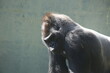 © Cavan Images - Silverback gorilla looking moody and angry