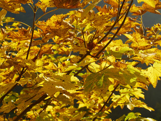 Wall Mural - Leaves changing color in Fall, Entracque, Cuneo, Piemonte, Italy