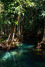 Mangrove Forest River
