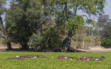 Pod Of Hippos In A River Covered With Water Hyacinth Invasive Plant And Egret Birds In Mana Pools National Park, Zimbabwe