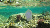 Fototapeta  - Morze Czerwone, ryby, koralowce, nurkowanie, płaszczka, meduza, wakacje, woda słońce, moczarki