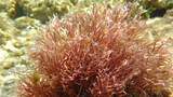 Fototapeta Na drzwi - Morze Czerwone, ryby, koralowce, nurkowanie, płaszczka, meduza, wakacje, woda słońce, moczarki