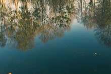 Bare Tree Reflection On Blurred Water Surface
