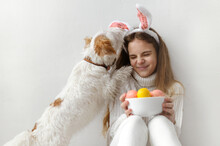 Teenage Girl 10 Years Old In A White Sweater And Jeans, Rabbit Ears, With Pink And Yellow Easter Eggs In Her Hands Against A White Wall, The Dog Licks The Child's Face, Plays