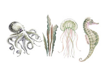 Set Of Watercolor Illustrations In Marine Style On A White Background, With Marine Life, Jellyfish, Octopus, Seaweed And Seahorse Hand Painted