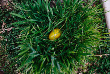 A Plastic Yellow Easter Egg Nestled In A Tuft Of Green Grass