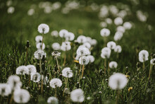 White Fluffy Dandelion Flowers In Grassy Field With Blurred Background