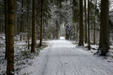 Fototapeta Na ścianę - de la neige dans les bois - forêt Suisse