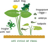 Fototapeta Dinusie - Frog life cycle. Sequence of stages of development of cartoon frog from frogspawn to adult animal isolated on white background