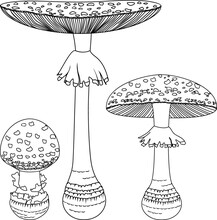 Coloring Page With Fly Agaric (Amanita Muscaria) Mushrooms Isolated On White Background