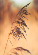 Reeds In The Sunset
