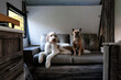 © Cavan Images - two dogs sitting on couch inside travel trailer staring at the camera