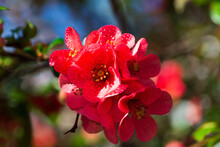 Floral Background With Red Japanese Quince Flowers