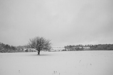 Canvas Print - landscape with snow covered trees