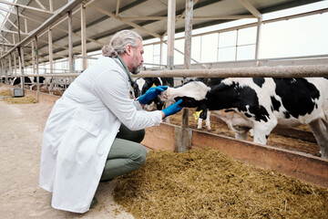 young male worker of large animal farm examining purebred milk cow in paddock