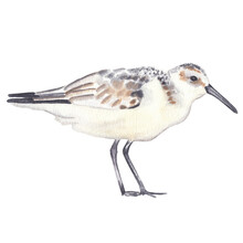 Watercolor Sanderling Bird Drawing Isolated On White Background Watercolor Clip Art Cute Realistic Exotic Bird 