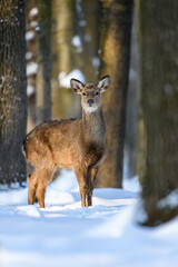 Fototapete - Roe deer in the winter forest. Animal in natural habitat