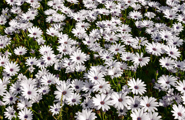 Wall Mural - field of white and purple osteosperum flowers