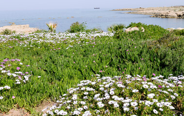 Wall Mural - field of flowers on the beach