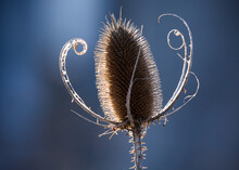Dried Thistle Flower