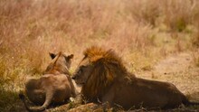 Sitting Lioness Lion Stands Up Walks Wildlife Serengeti Tanzania Day