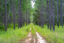 Unpaved Road Through A Pine Tree Forest