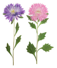 Wall Mural - Pressed and dried flowers aster (michaelmas daisy) on stem with green leaves. Isolated on white background. For use in scrapbooking, pressed floristry or herbarium