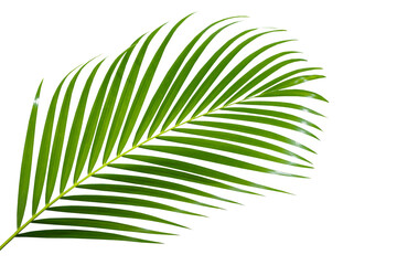Wall Mural - coconut leaves or coconut fronds, green plam leaves, tropical foliage isolated on white background w