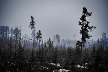  Foggy Bog