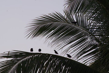 birds at dusk on palm tree