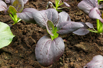 Close up Bok Choy organic vegetable at greenhouse farm garden.