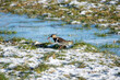 lapwing with worm in frozen landscape