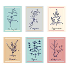 Wall Mural - Culinary plants and fresh herbs, natural health care