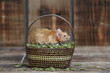 Long haired red decorative satin little mouse and basket with seeds. Home animal, fun pet. Lovely mice. Cub of decorative satin mouse. Macro photo of mice, pet. Angora satin mouse (male). Mouse eats