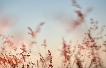 A close-up of the soft grass flowers in the evening