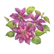Bouquet With Beautiful Large Violet-purple Clematis Flower (clematis Viticella, Leather Flower Or Vase Vine). Watercolor Hand Drawn Painting Illustration Isolated On White Background.