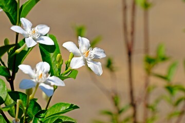 Wall Mural - Beautiful white Inda flower (Wringhtia antidysenterica) with green leaves and blurred background. Selective focus.