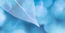 Beautiful White Skeletonized Leaf On Light Blue Background With Round Bokeh. Expressive Artistic Image Of Beauty And Purity Of Nature.