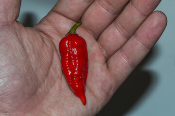 Canvas Print - Super hot chili pepper on a hand