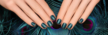 Female Hands With Blue Nail Design. Female Hands With Cyan Peacock Feathers. Blue Nail Polish Manicure. Banner Ad.