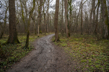 Wall Mural - Winding gravel road through sunny green Forest illuminated by sunbeams through mist