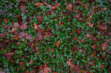 Wall Mural - Dry birch branch on a background of green grass.