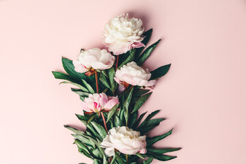 Wall Mural - flat-lay of beautiful peony flowers over pink background, top view, copy space