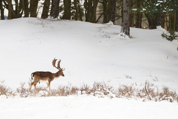 Wall Mural - Fallow deer in wintertime with fresh fallen snow.