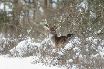 Wall Mural - Fallow deer in wintertime with fresh fallen snow.