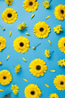 Leinwandbild Motiv Creative visual arrangement with yellow fresh gerbera flowers on vibrant blue background. Minimal natural trend spring bloom floral concept.